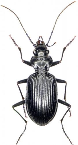 Réf. 240 833 : Nebria jockischii